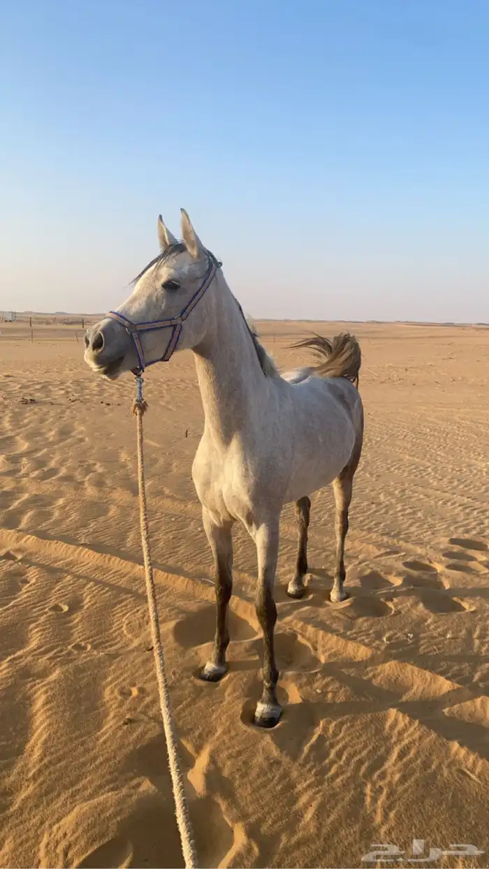 فرس شعبية كفوو 1