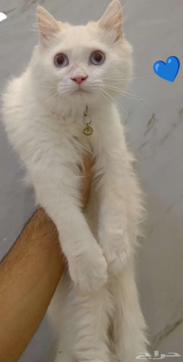 قط هملايا ذكر 1