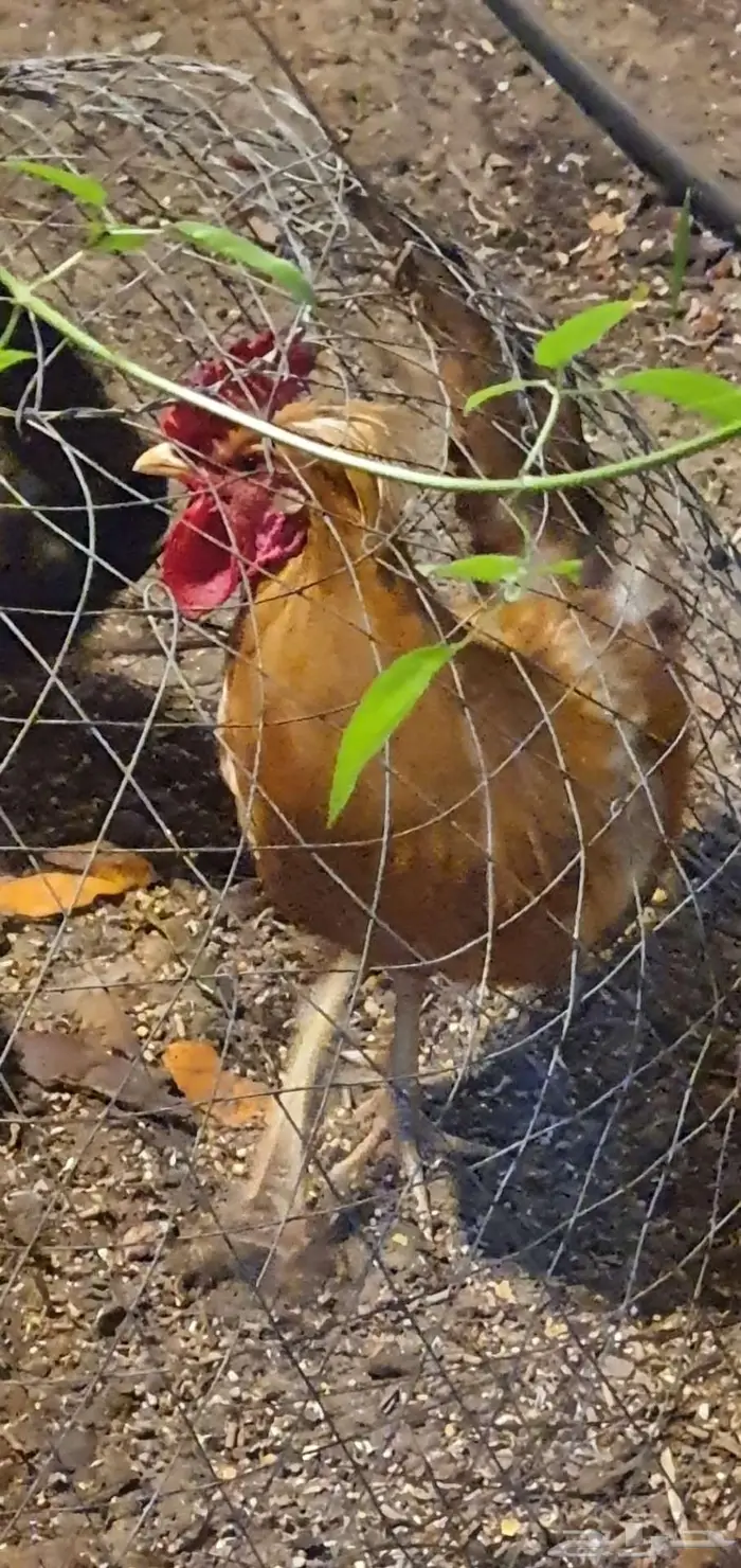 دجاجه منتجه رجانه وديك بلدي 1