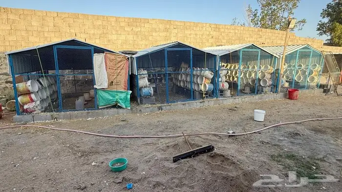 شبوك وصنادق حمام ودجاج 0