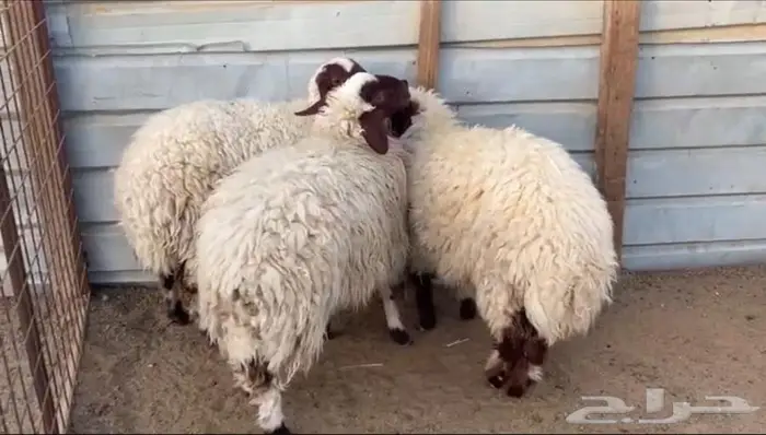 رخال نعيم بلدي 0