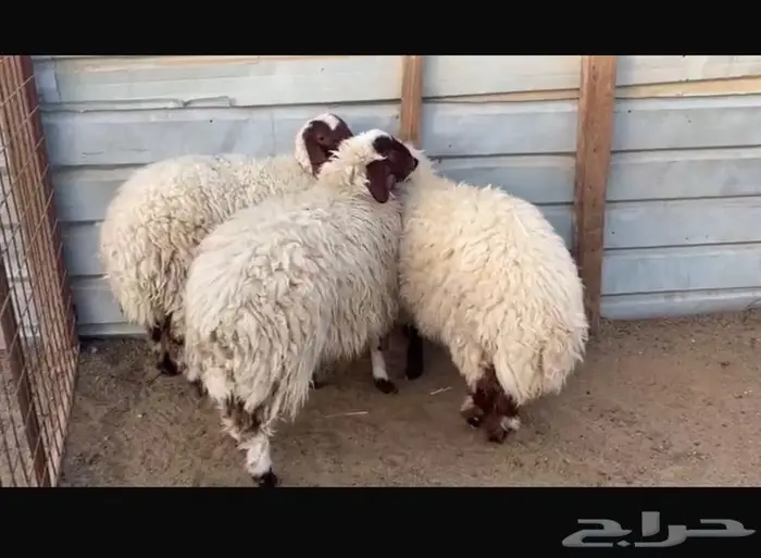 رخال نعيم بلدي 1