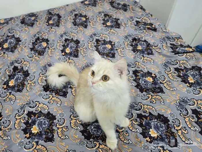 قطط للتبني 2