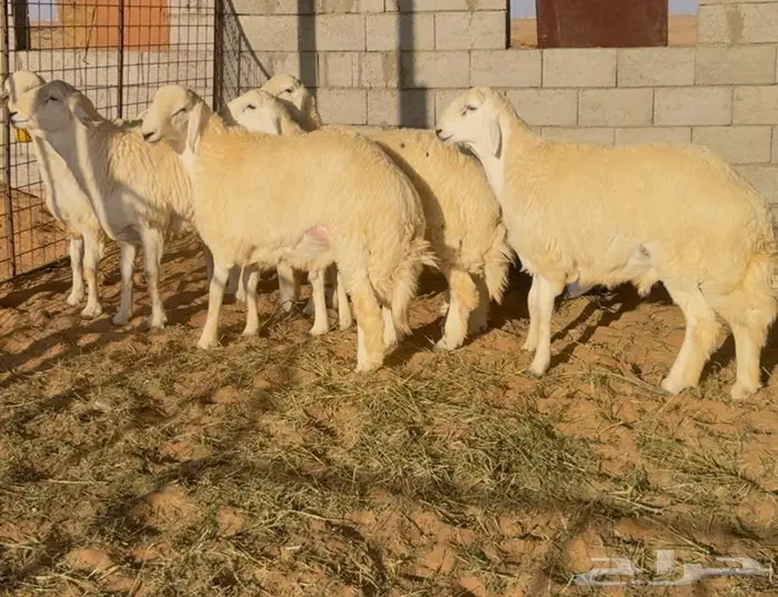 جذعان حري فاخره 2