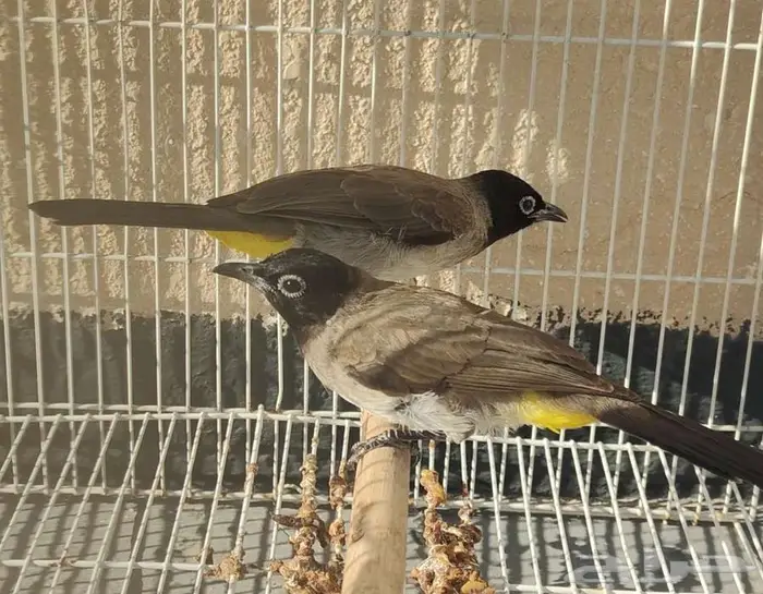 بلابل بلبل سوري الاحساء 0