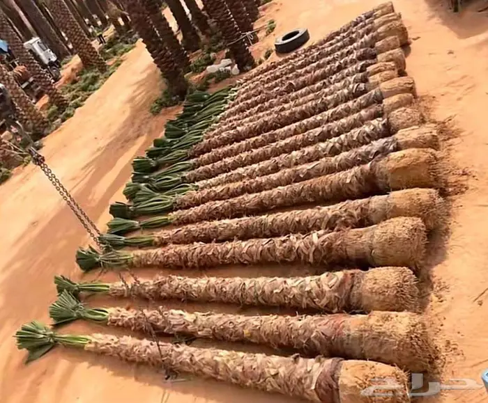 نخل واشنطن واشنطونيا زينه ونخيل عربي 2