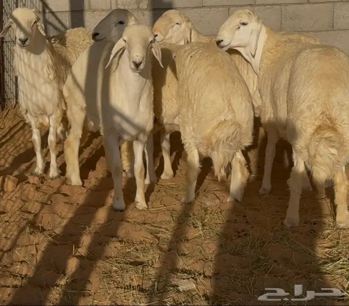 جذعان حري فاخره 5