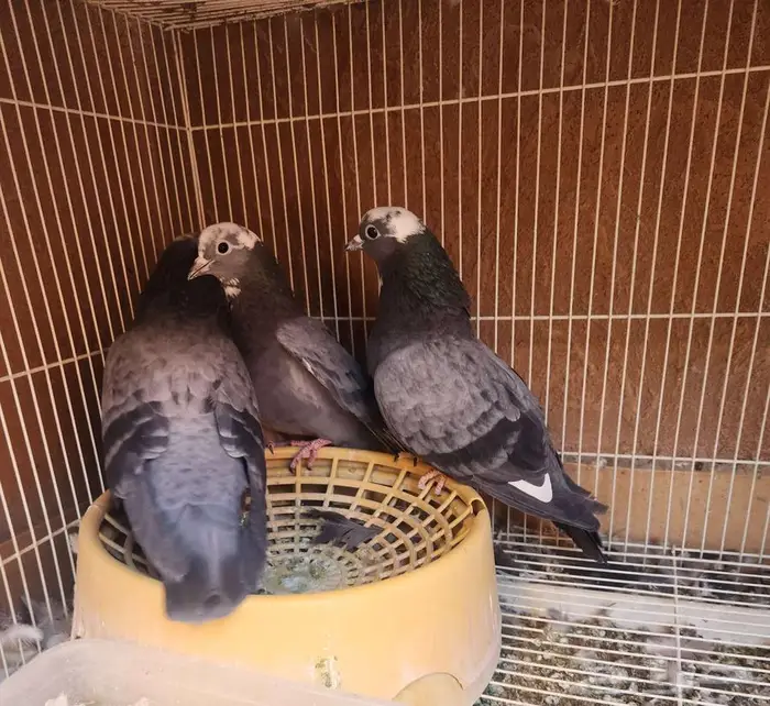 جوز صنعاوي بولده حجم صغير 0