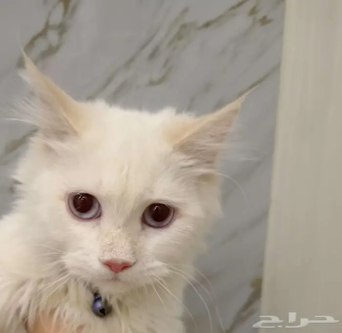 قط هملايا أشقر 2