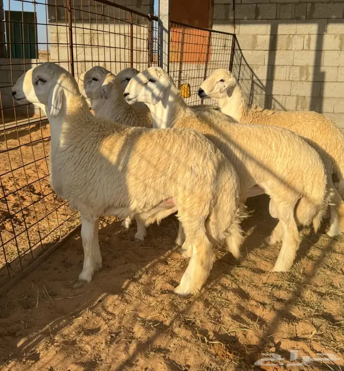 جذعان حري فاخره 8