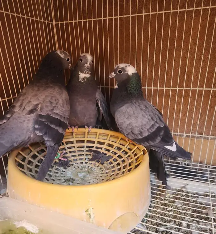 جوز صنعاوي بولده حجم صغير 4