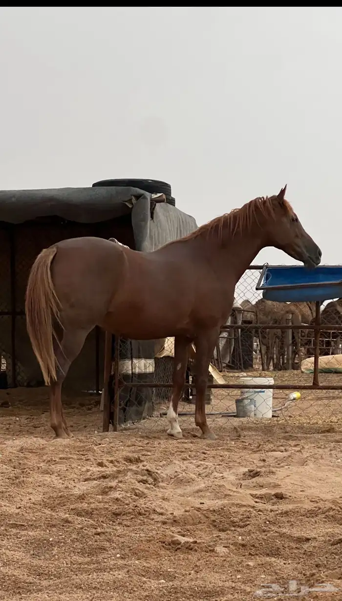 فرس شعبية لقاح ثقيل 0