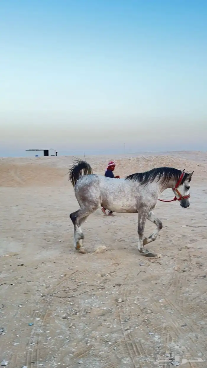 مهر واهو والبيع بدون ورق 1