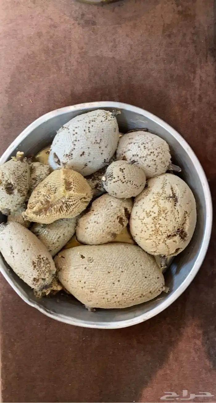 عسل سدر حر 9