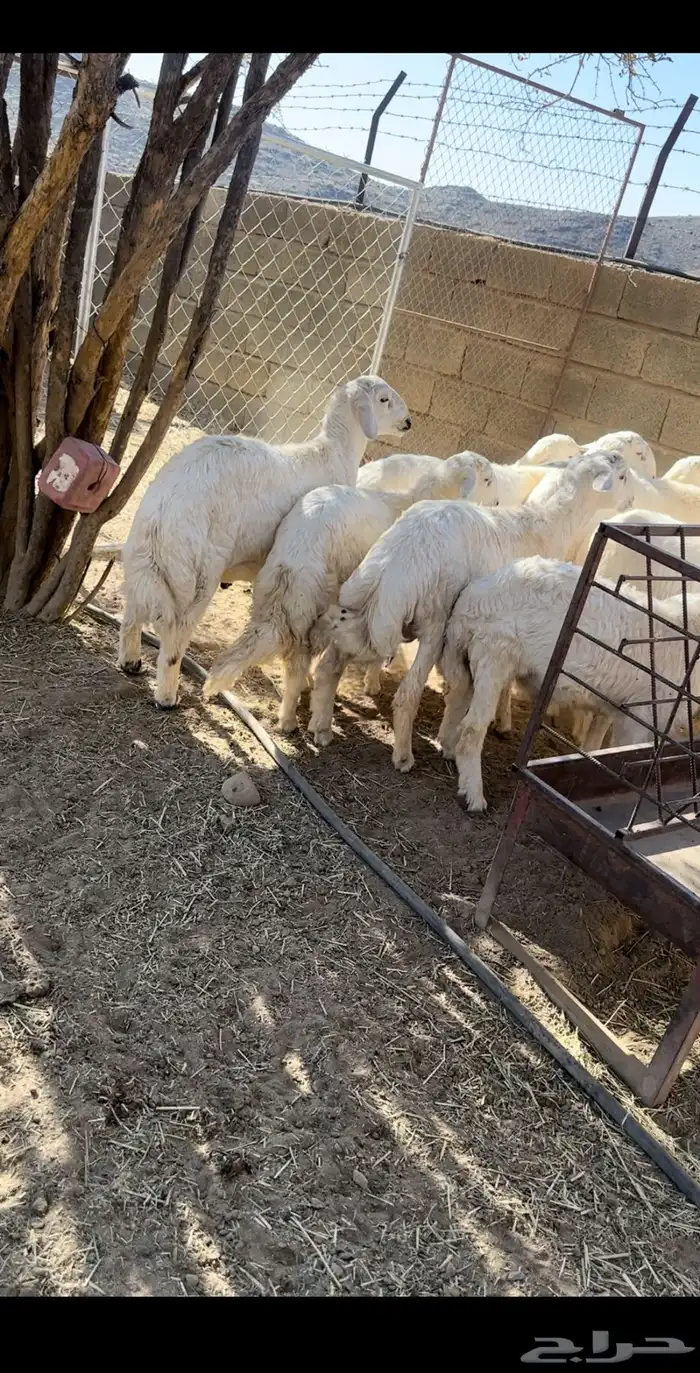 خرفان مراح 0