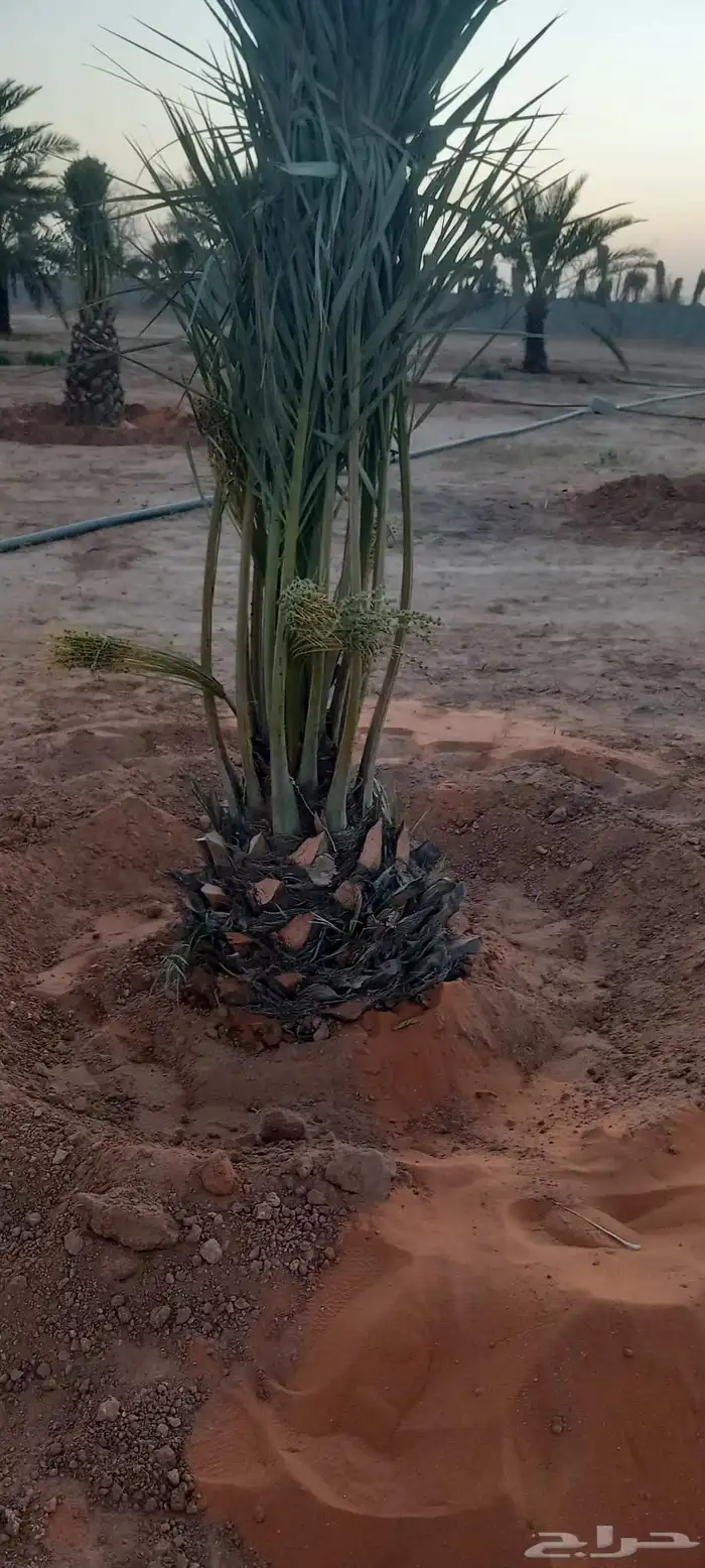 نخل للبيع اخلاص خضري برحي هشيشي هلالي سكري مشكلات 1