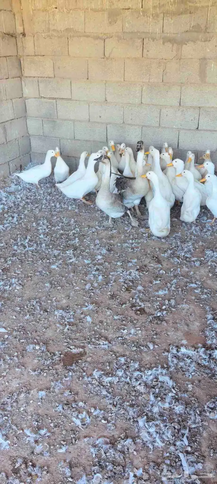 بط بكيني للعدد 35حبه 1