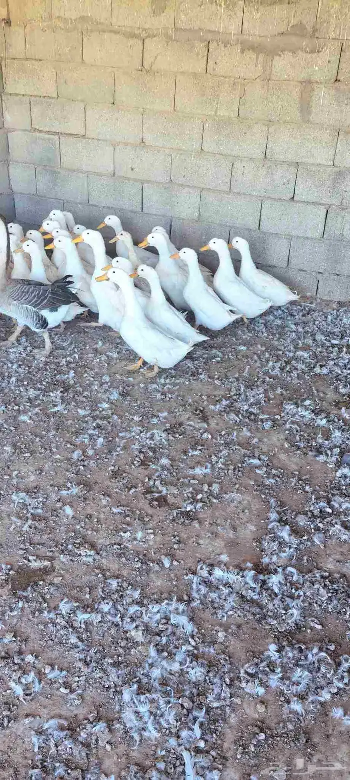 بط بكيني للعدد 35حبه 0