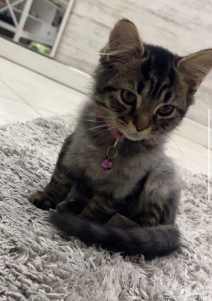 قط شرازي ذكر 2