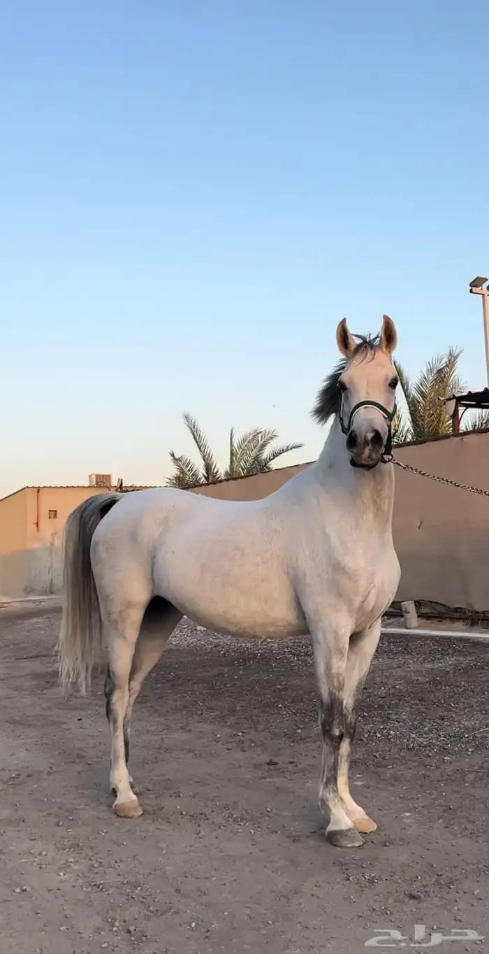 فرس واهو شيخة اصيلة منتجة وحامل (بيع مستعجل) 2