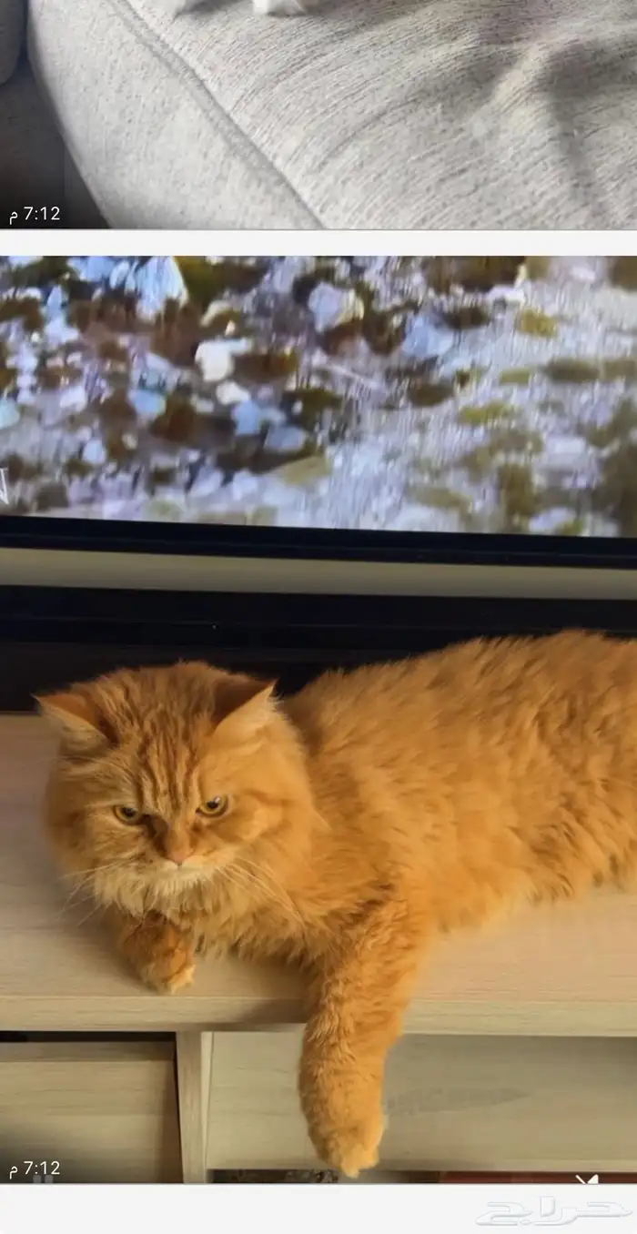 اوتيل قطط جدة وطيور 2