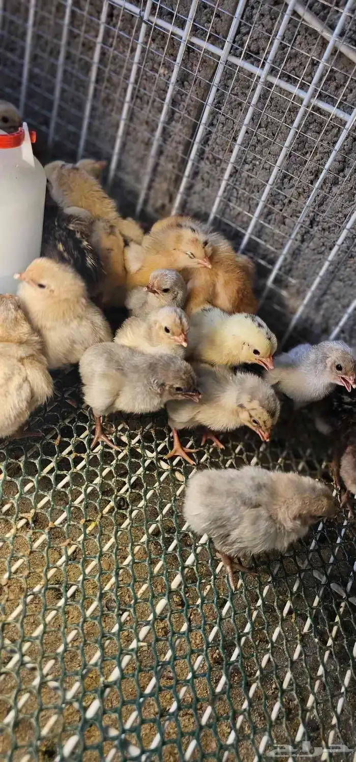 صوص دجاج بلدي وفيومي للبيع 7