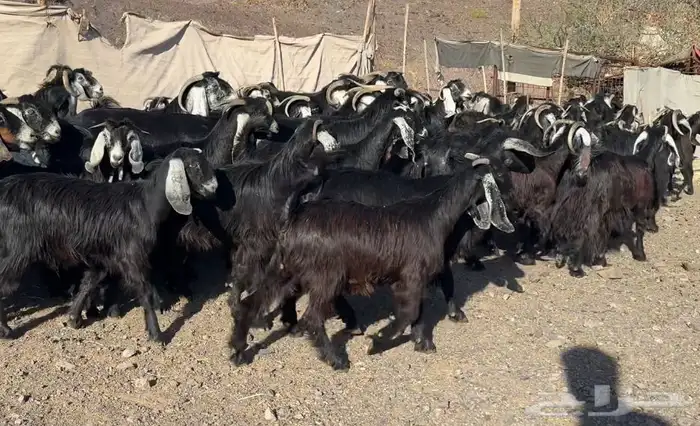 معزاء مراح وصغار سن 0