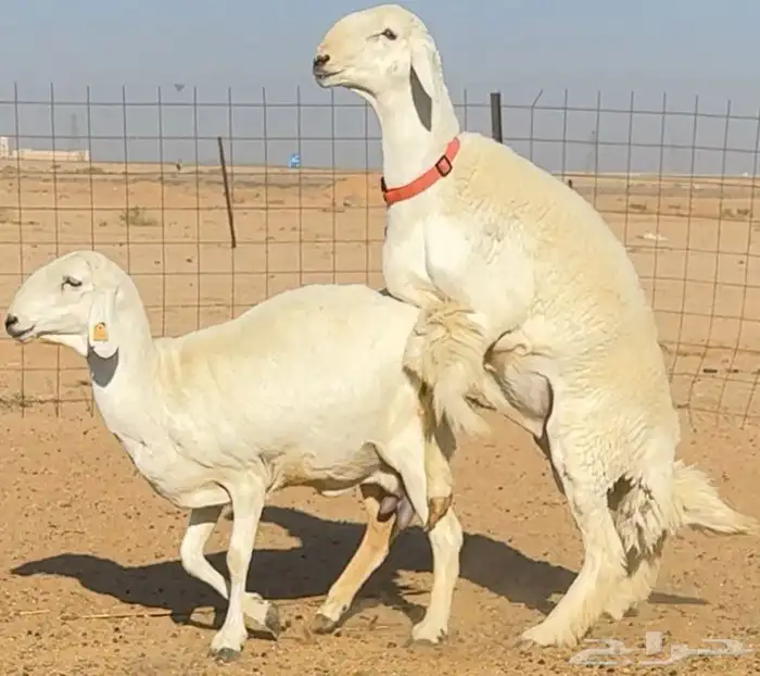 فحل حري صنف ( مشروط ) 0