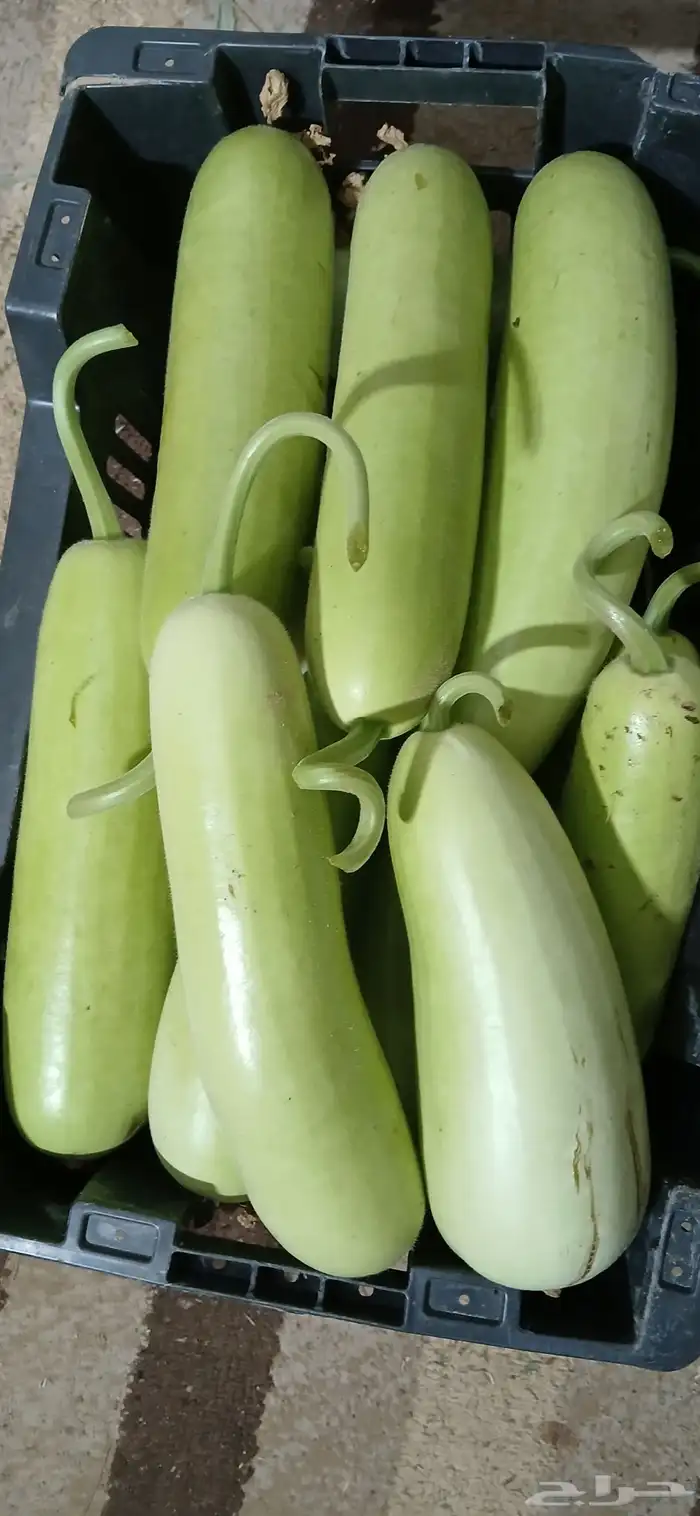 كره نجد طازج كلو يوم 0