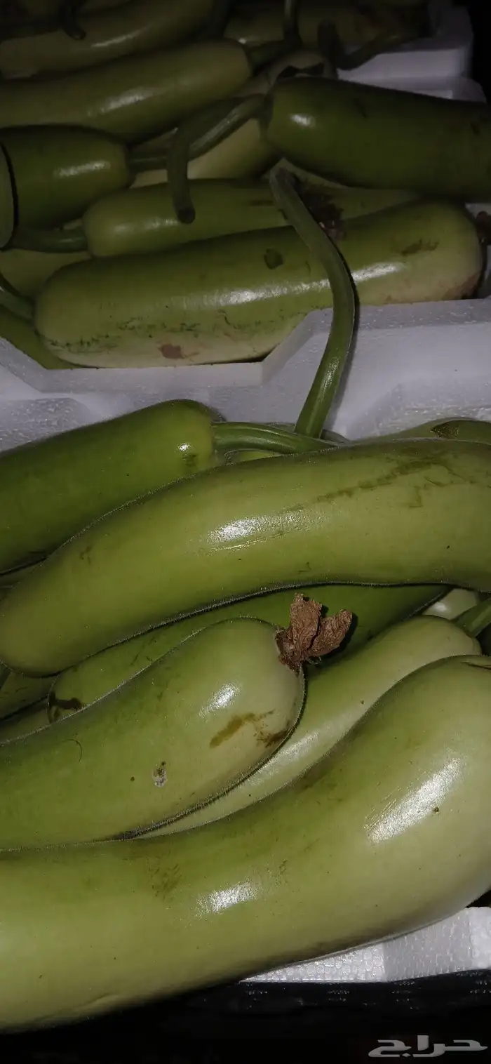 كره نجد طازج كلو يوم 1