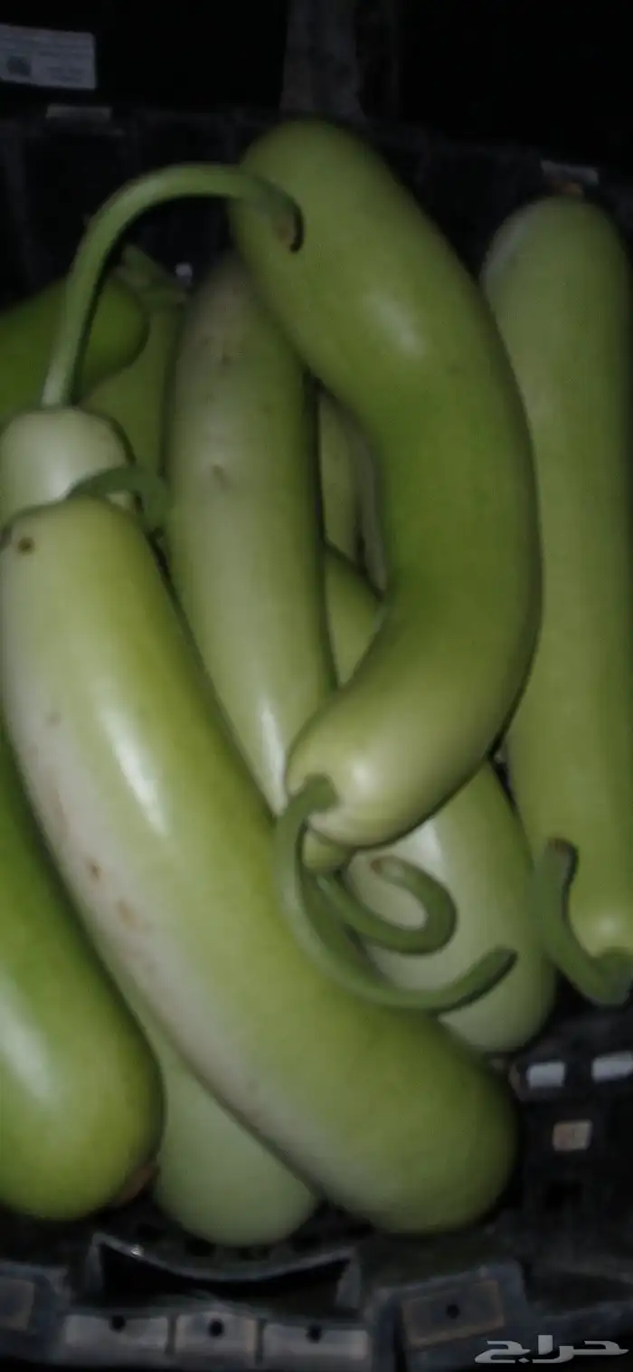 كره نجد طازج كلو يوم 2