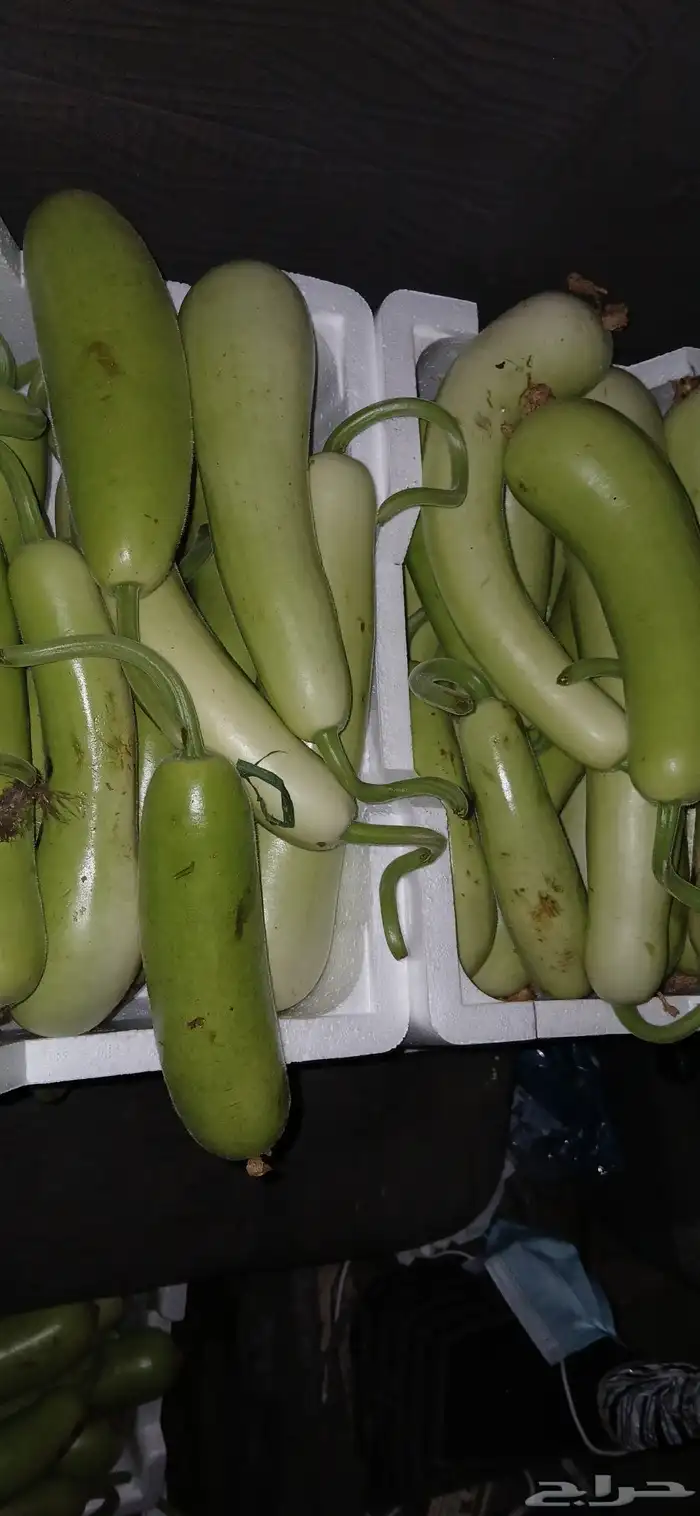 كره نجد طازج كلو يوم 4