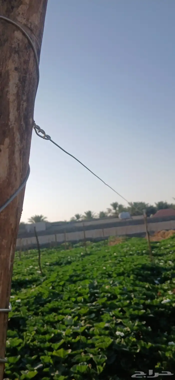 كره نجد طازج كلو يوم 5