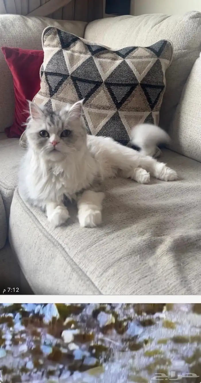 اوتيل قطط جدة وطيور 3