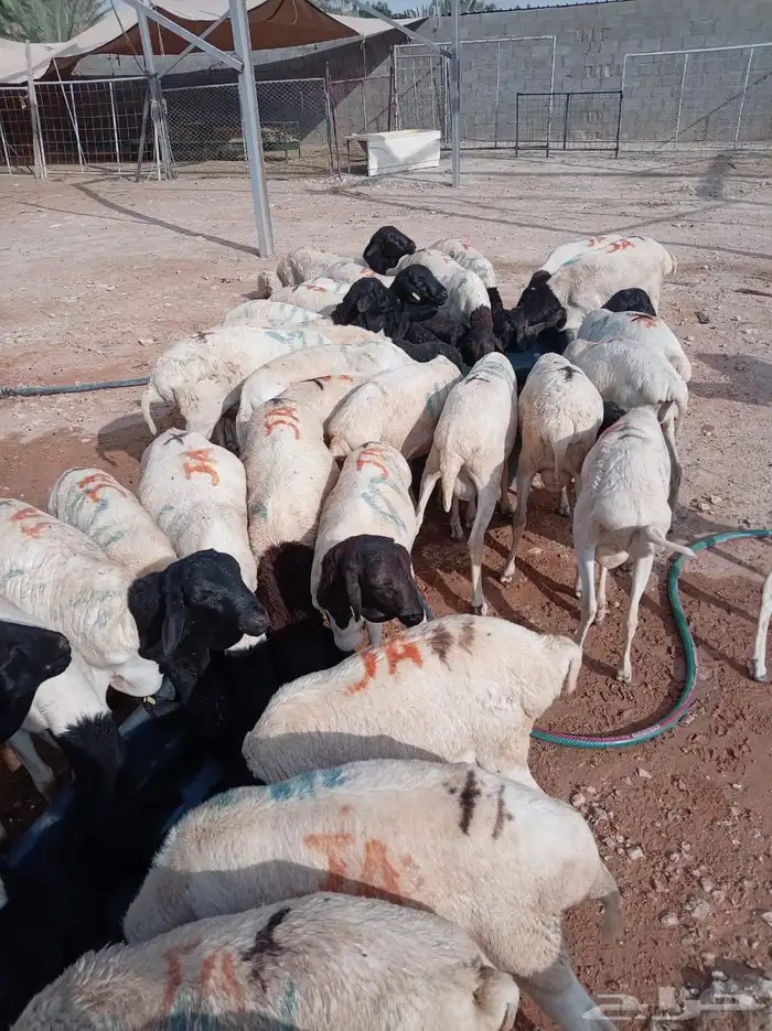 برابر صومالي جدعان للبيع جمله 4