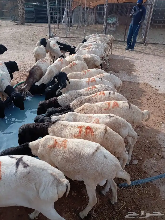برابر صومالي جدعان للبيع جمله 3
