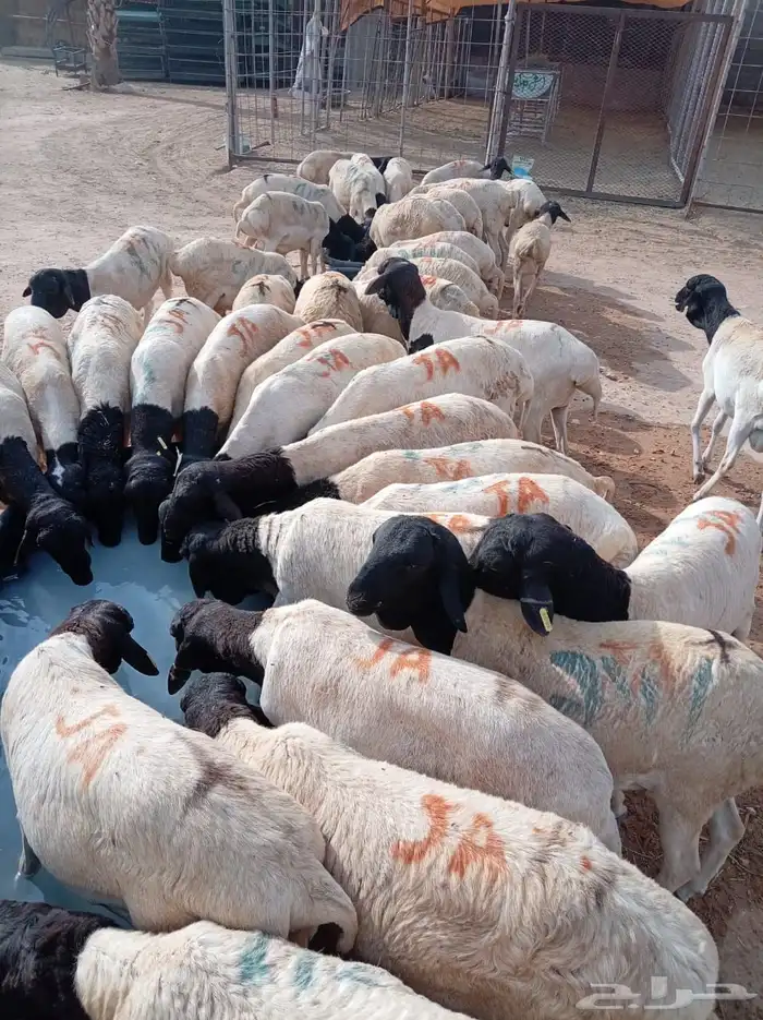 برابر صومالي جدعان للبيع جمله 2