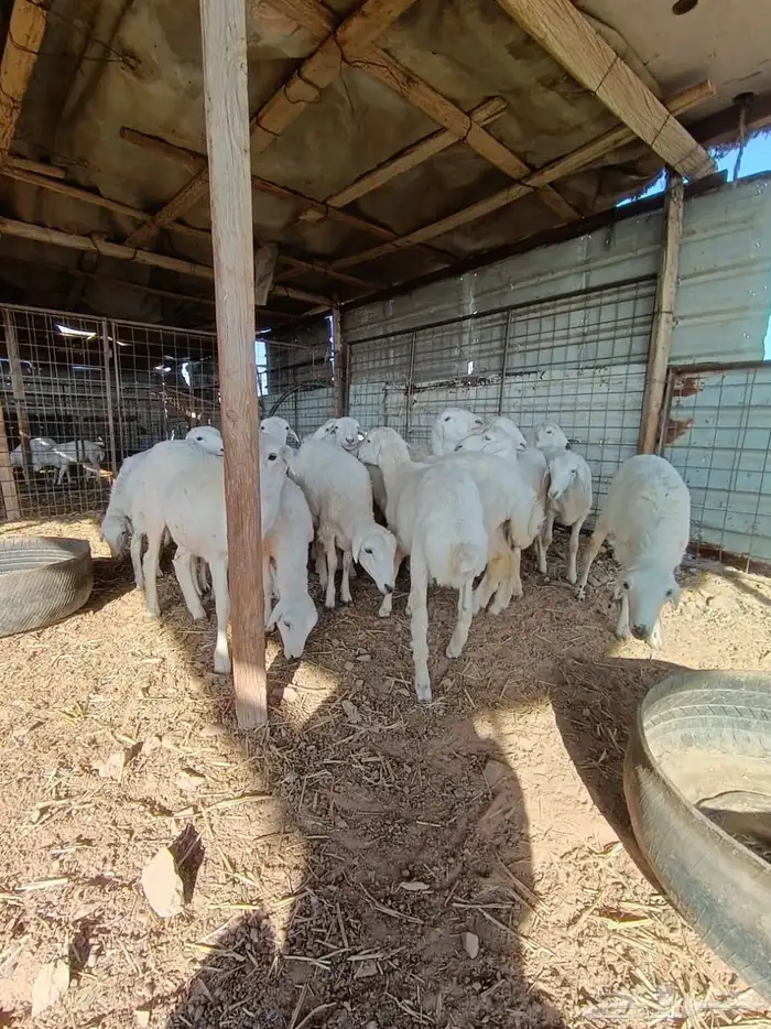 رخال مهجنه ابوها حري والام رفيد عدد20 3
