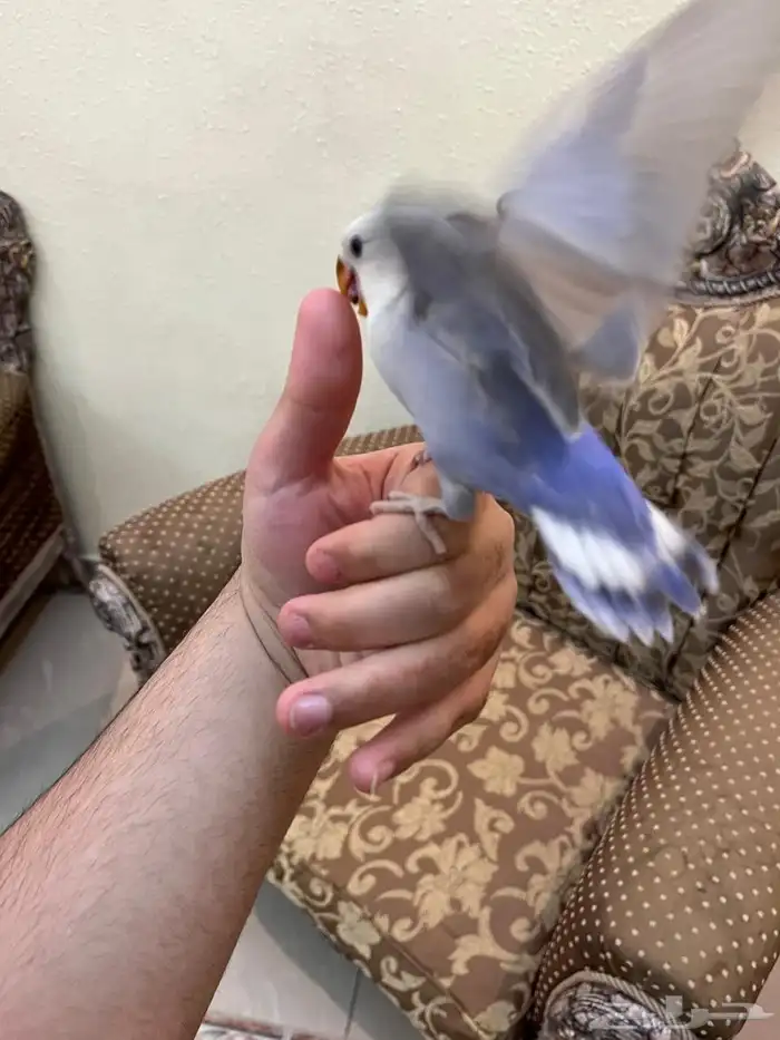 روز اليف وهدد خارجي نشبه لايفوتكم شي فاخر من الاخر 5