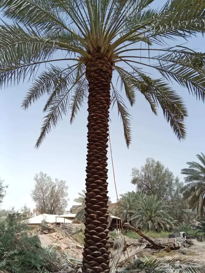 نخل ملوكي فاخر جده 3