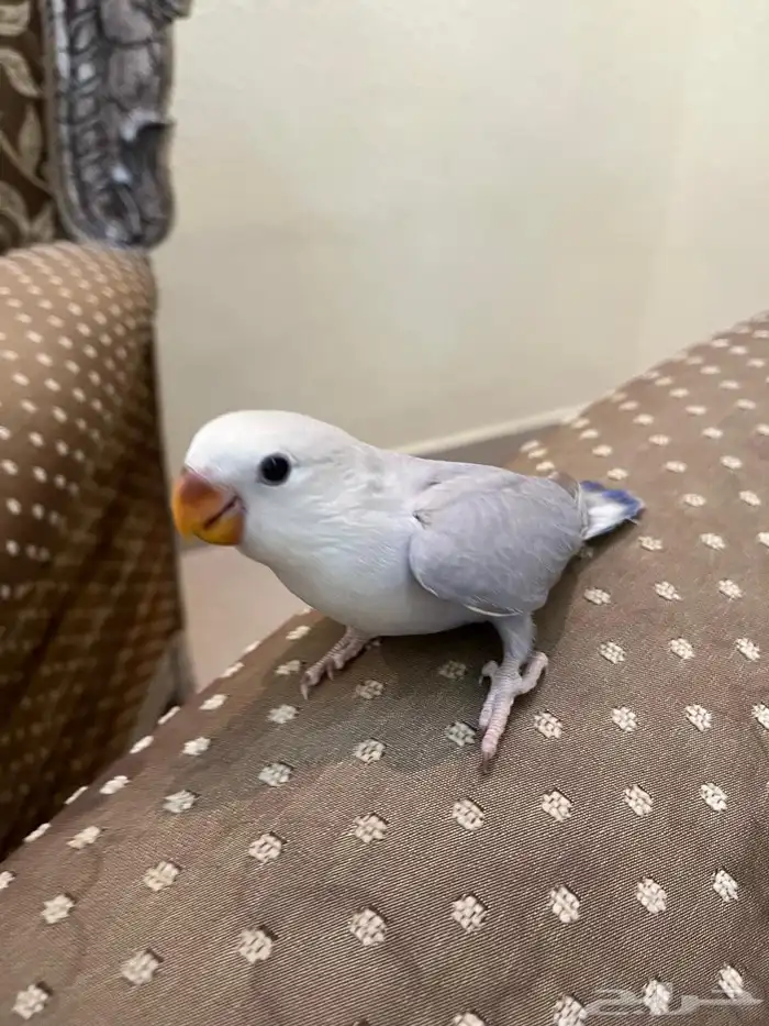 روز اليف وهدد خارجي نشبه لايفوتكم شي فاخر من الاخر 4