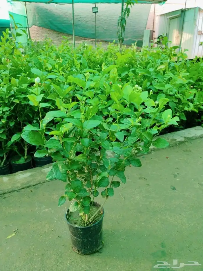 مشتل تنسيق الحد ائق 3