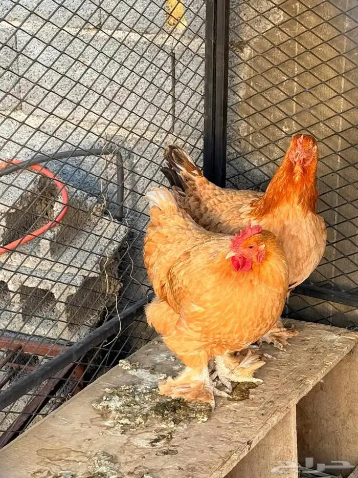 دجاجة براهما 1