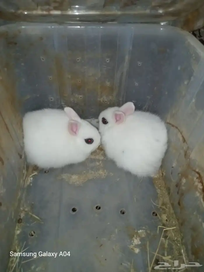 فروخ أرانب قزم 0