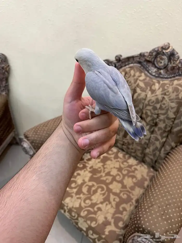 روز اليف وهدد خارجي نشبه لايفوتكم شي فاخر من الاخر 3