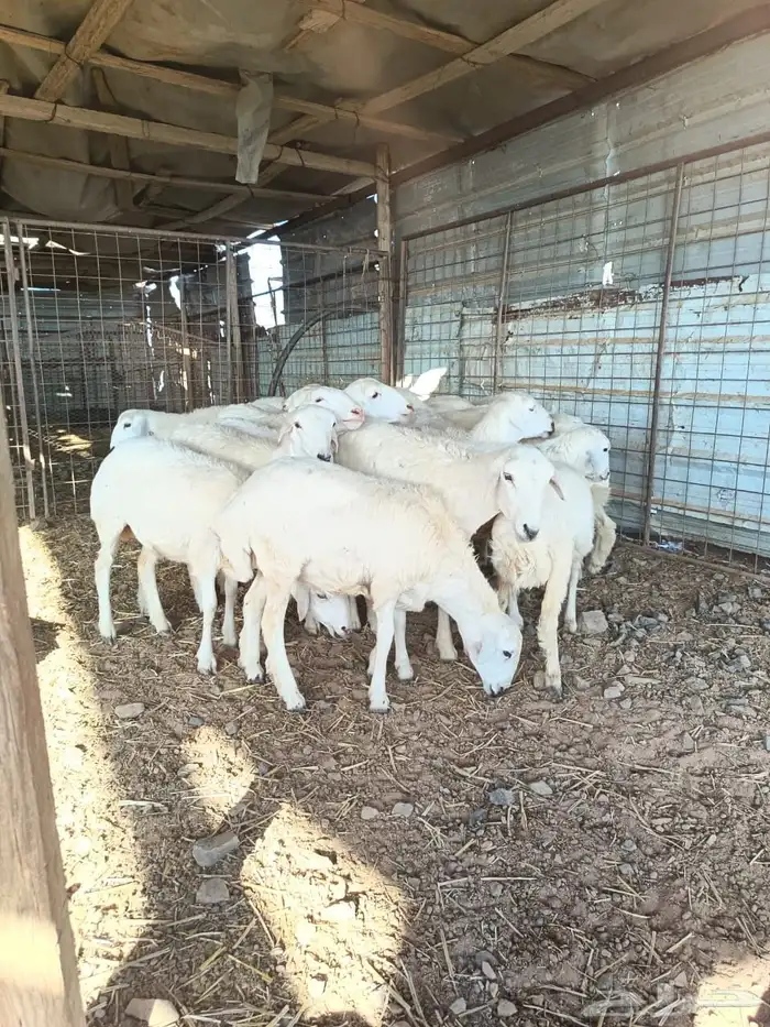 رخال مهجنه ابوها حري والام رفيد عدد20 1