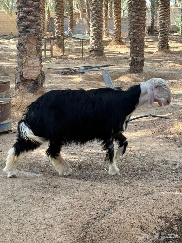 مشروع فحل نجدي معرف 0