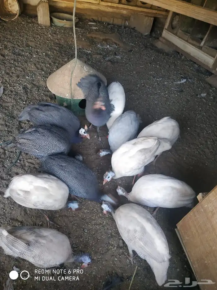 دجاج حبشي العدد غير معروف 1