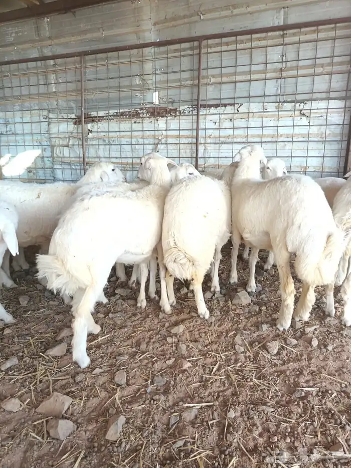 رخال مهجنه ابوها حري والام رفيد عدد20 0