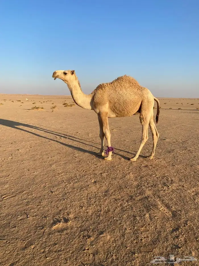 للبيع ناقة عفراء وقعدان 2